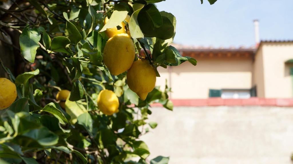 Bed and Breakfast Borgo Largo 51 Pisa Exterior foto
